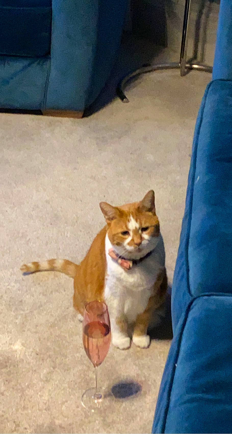 Amber is registered to the contest to win money with this photo: art, canidae, carnivore, cat, companion_dog, dog_breed, domestic_short_haired_cat, fawn, felidae, flooring, fur, hardwood, human_leg, mammal, paw, road_surface, small_to_medium_sized_cats, tail, whiskers, wood