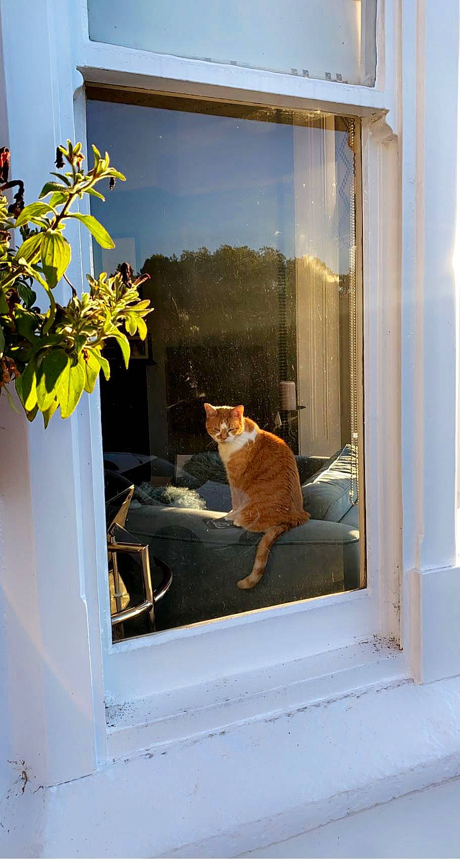 Amber is registered to the contest to win money with this photo: carnivore, cat, door, fawn, felidae, flower, flowerpot, houseplant, interior_design, orange, plant, shade, small_to_medium_sized_cats, tail, textile, tints_and_shades, tree, whiskers, window, wood