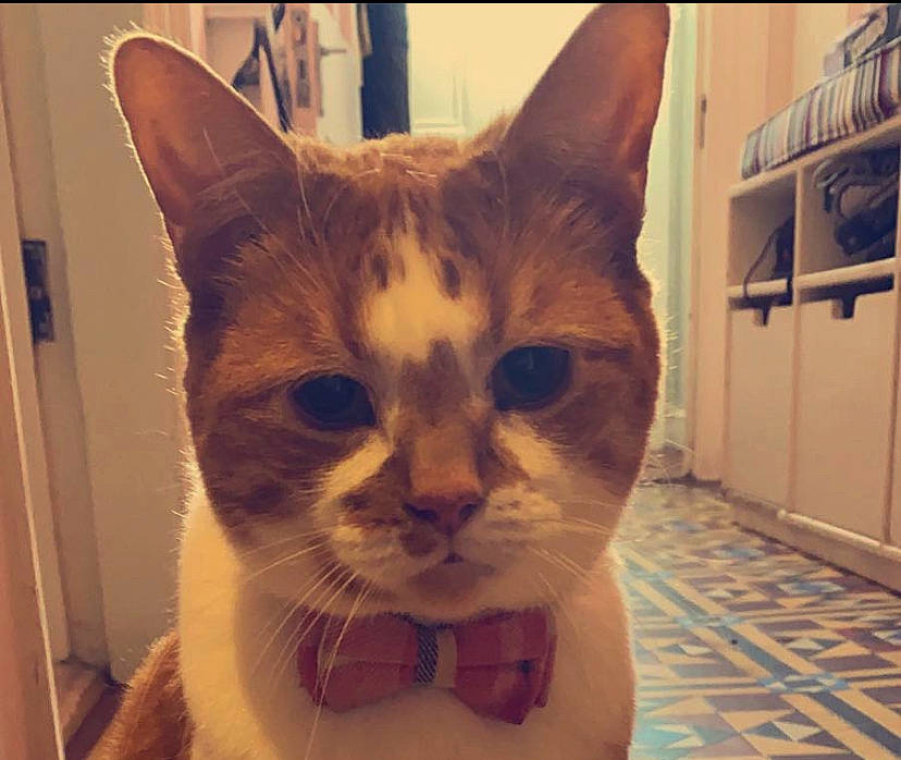 Amber joined the competition — help win amazing prizes! carnivore, cat, claw, domestic_short_haired_cat, door, fawn, felidae, flooring, fur, paw, pet_supply, small_to_medium_sized_cats, snout, tail, whiskers, window