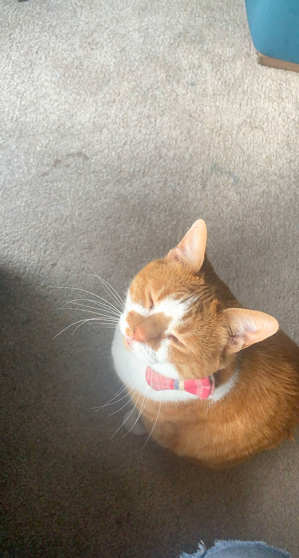 Amber is registered to the contest to win money with this photo: carnivore, cat, claw, comfort, domestic_short_haired_cat, ear, fawn, felidae, foot, fur, human_leg, paw, small_to_medium_sized_cats, snout, tail, whiskers, wildlife, window, wood