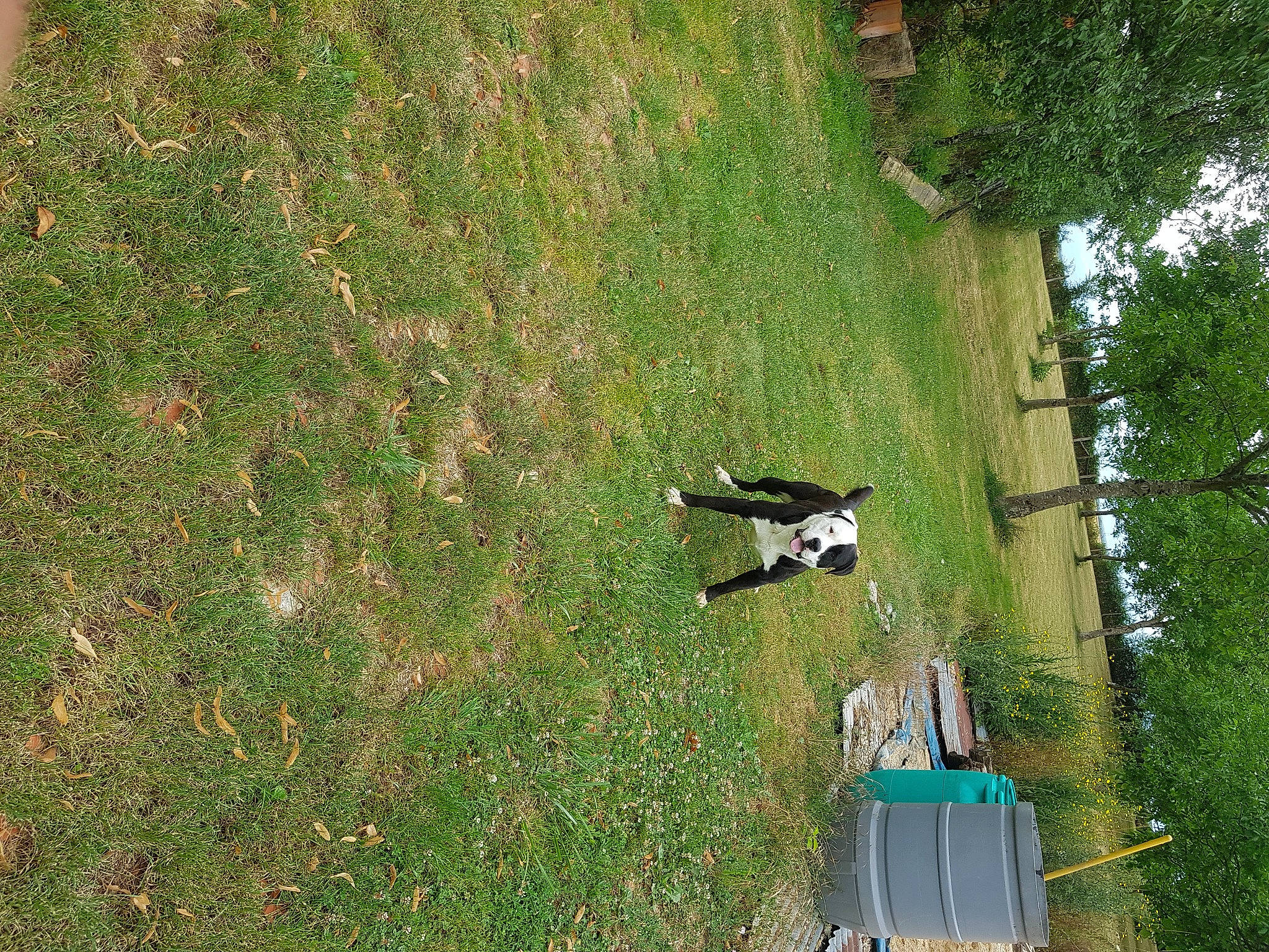 Black a rejoint le concours — aidez-le/la à gagner de superbes lots ! adventure, aerial_photography, extreme_sport, grass, grassland, groundcover, landscape, pasture, plant, pole, recreation, shadow, shrub, soil, tree, trunk, vegetation, wood, yard