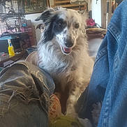 Bingo is registered to the contest to win money with this photo: dog, happy, indoor, living_room, furniture, lamp, painting, jeans, ripped_jeans, ball, pet, canine, fur, black_and_white, smiling, floor, cozy, household, playful, animal