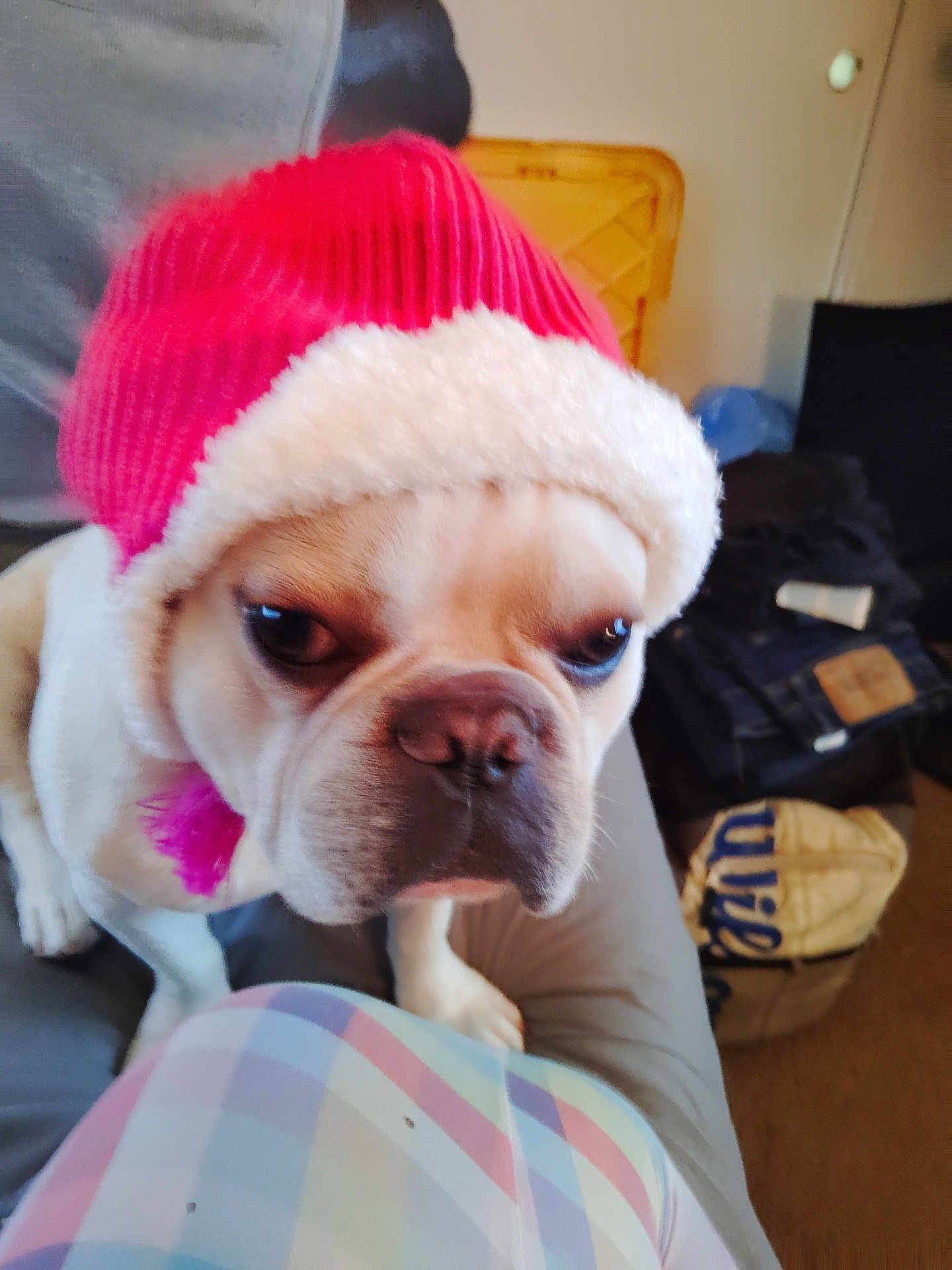 Shine joined the competition — help win amazing prizes! dog, pet, hat, red_hat, knit_hat, indoor, couch, plaid_blanket, furniture, closeup, face, animal, cute, expression, unimpressed, white_dog, small_dog, cozy, home, blurred_background