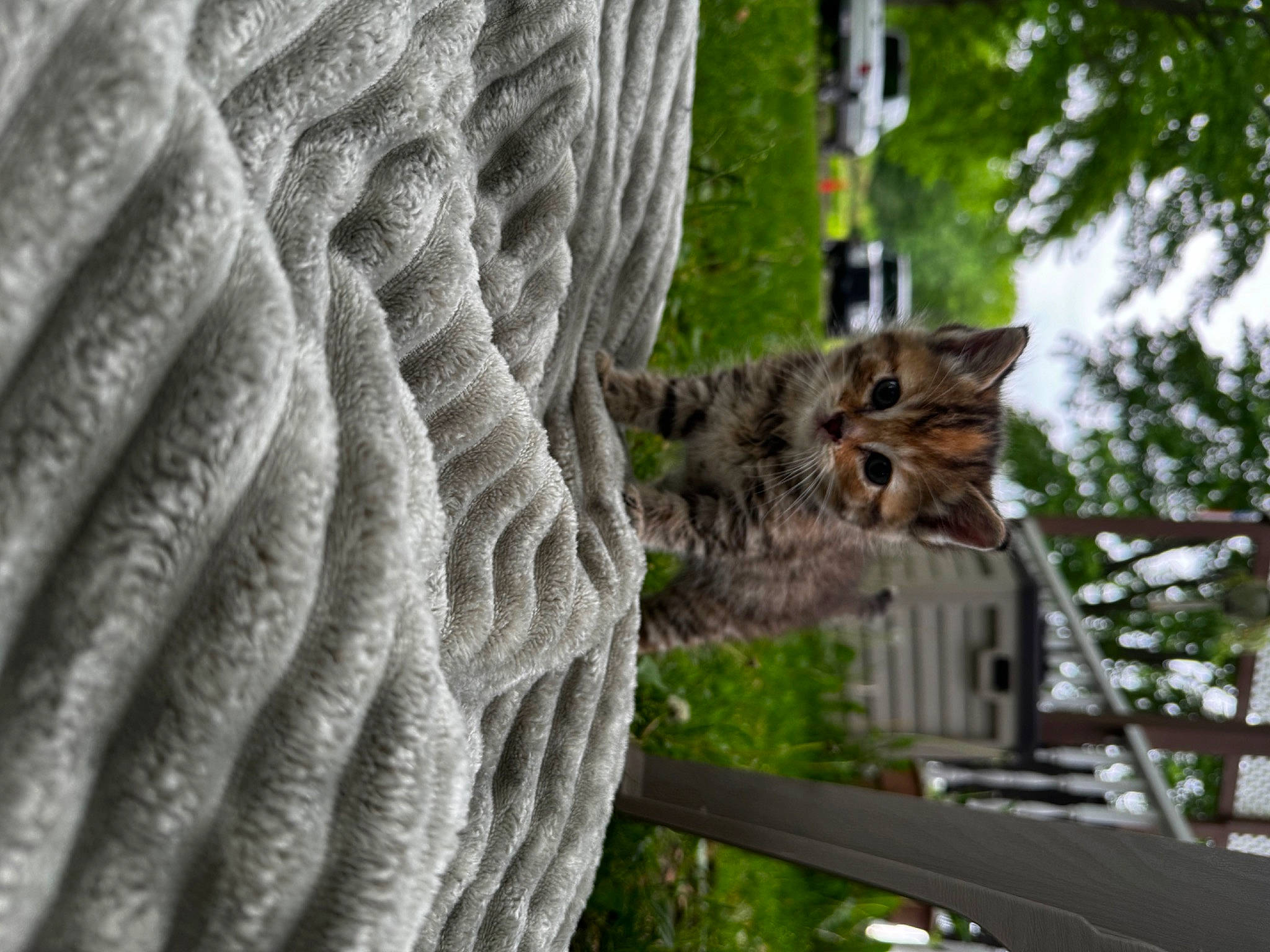 Petunia joined the competition — help win amazing prizes! art, felidae, fur, grass, mesh, natural_material, pattern, plant, rodent, rope, tail, terrestrial_animal, terrestrial_plant, tree, trunk, twig, whiskers, wildlife, wire_fencing, wood