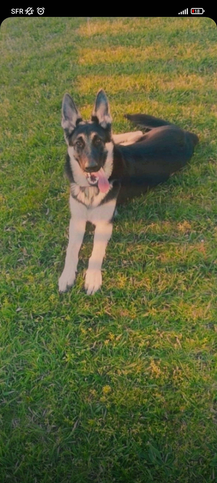 Rio participe au concours pour gagner de l'argent avec cette photo : canidae, carnivore, companion_dog, dog, dog_breed, dog_supply, fawn, grass, grassland, herbaceous_plant, lure_coursing, paw, plant, snout, sporting_group, tail, terrestrial_animal, whiskers, working_animal, working_dog