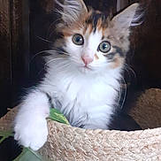 Musty a rejoint le concours — aidez-le/la à gagner de superbes lots ! kitten, cat, basket, fur, whiskers, curious, eyes, paw, leaf, woven, cute, pet, indoor, animal, feline, playful, closeup, young, soft, adorable