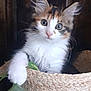 kitten, cat, basket, fur, whiskers, curious, eyes, paw, leaf, woven, cute, pet, indoor, animal, feline, playful, closeup, young, soft, adorable