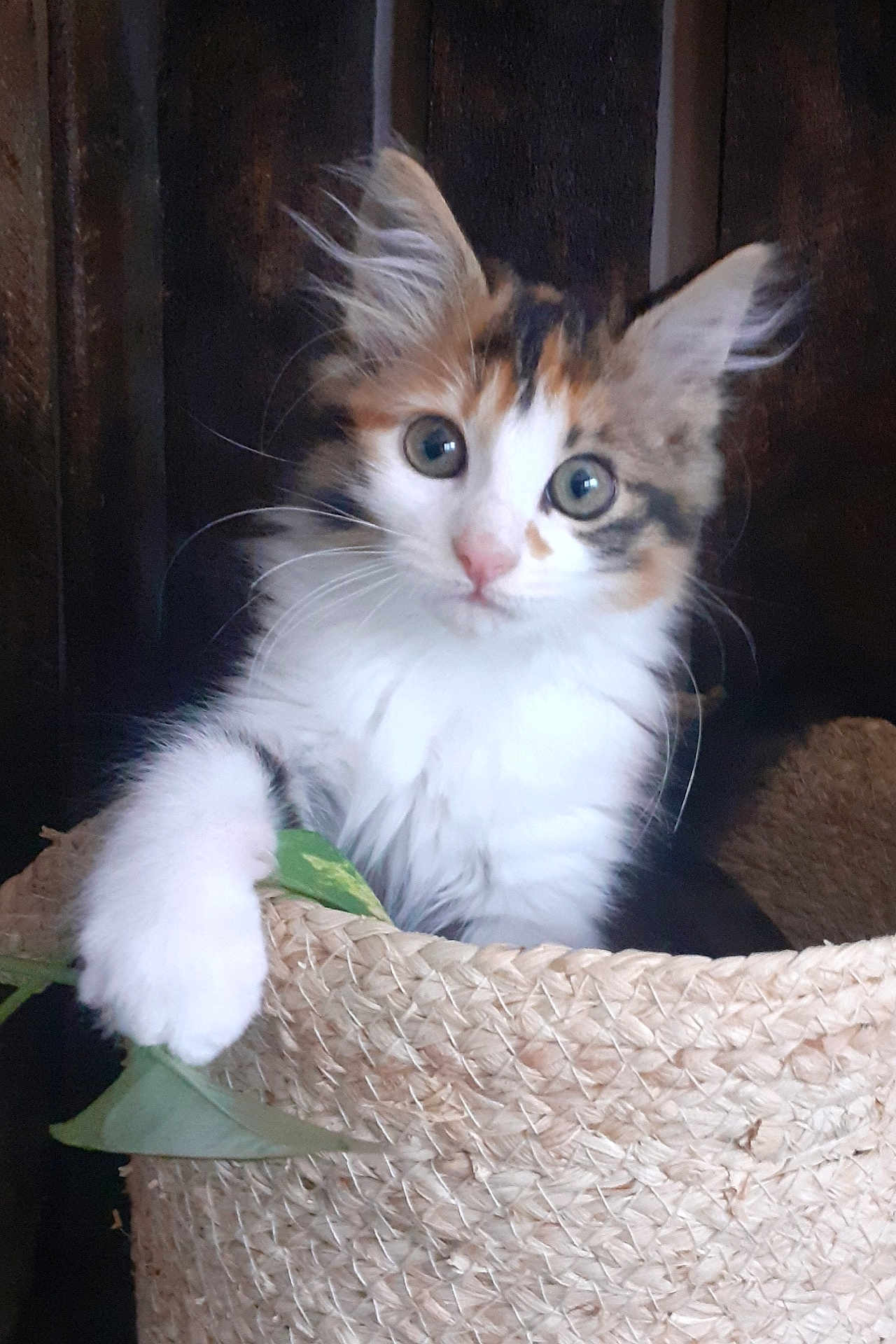 Musty a rejoint le concours — aidez-le/la à gagner de superbes lots ! kitten, cat, basket, fur, whiskers, curious, eyes, paw, leaf, woven, cute, pet, indoor, animal, feline, playful, closeup, young, soft, adorable