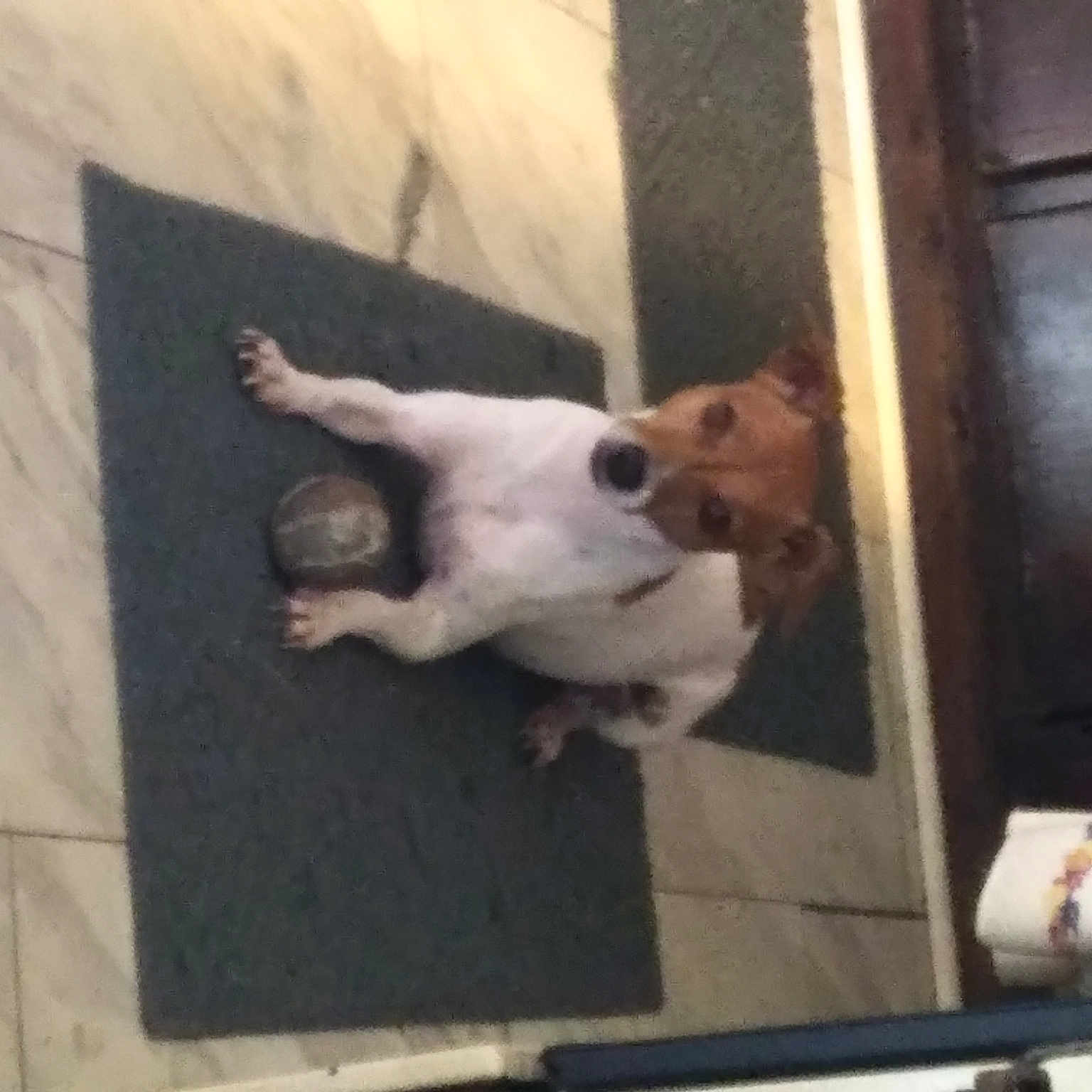 Indyanna is registered to the contest to win money with this photo: art, canidae, carnivore, companion_dog, dog, dog_breed, fawn, felidae, flooring, metal, paw, room, snout, sporting_group, square, street_dog, tail, whiskers, wood, working_animal