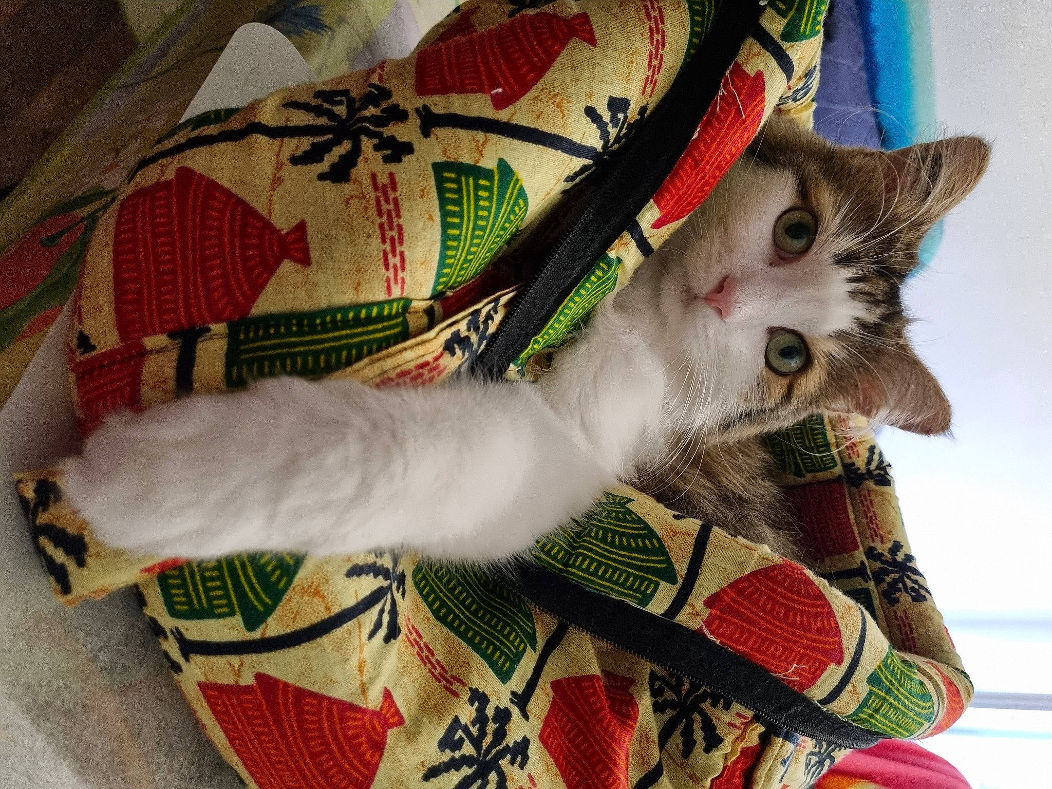 Ninou a rejoint le concours — aidez-le/la à gagner de superbes lots ! art, bag, carmine, carnivore, cat, craft, creative_arts, domestic_short_haired_cat, fawn, felidae, fur, linens, needlework, pattern, paw, plant, small_to_medium_sized_cats, tail, textile, whiskers