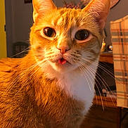 Ginger joined the competition — help win amazing prizes! cat, orange_tabby, tongue_out, close_up, indoor, pet, whiskers, fur, curious, eyes, face, animal, domestic_cat, cute, feline, warm_light, home_interior, chair, clock, wooden_floor
