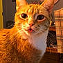 cat, orange_tabby, tongue_out, close_up, indoor, pet, whiskers, fur, curious, eyes, face, animal, domestic_cat, cute, feline, warm_light, home_interior, chair, clock, wooden_floor