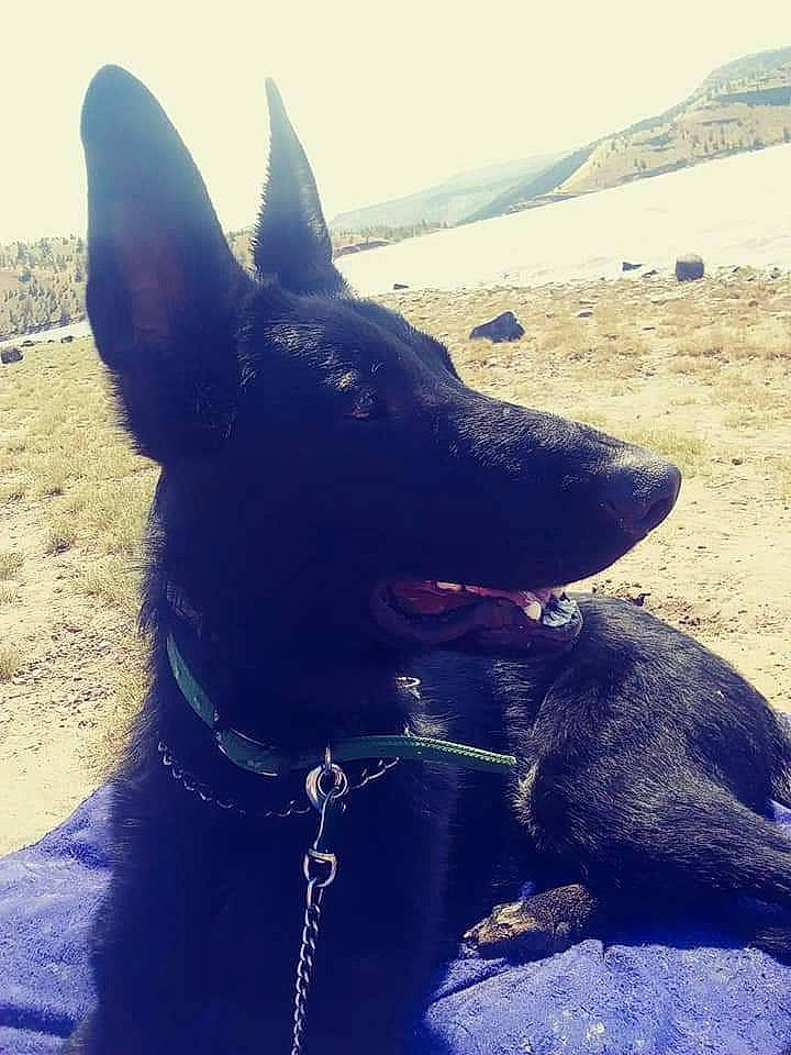 Atreyu is registered to the contest to win money with this photo: australian_kelpie, black_norwegian_elkhound, canidae, carnivore, dog, dog_breed, dog_collar, ear, formosan_mountain_dog, mammal, sky, vertebrate