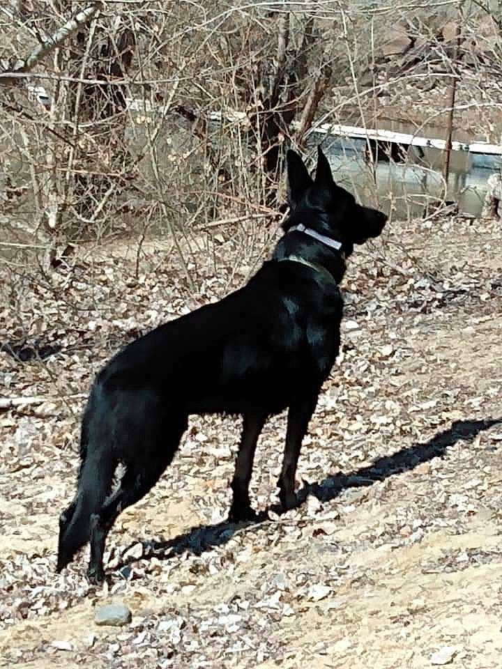 Atreyu joined the competition — help win amazing prizes! australian_kelpie, canidae, carnivore, dog, dog_breed, formosan_mountain_dog, hunting_dog, mammal, vertebrate