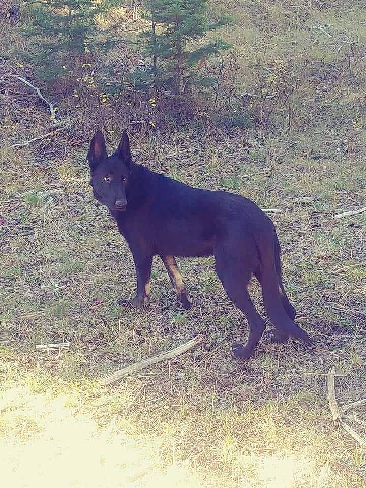 Atreyu joined the competition — help win amazing prizes! australian_kelpie, canidae, carnivore, dog, dog_breed, german_shepherd_dog, mammal, schipperke, sporting_group, tail, vertebrate
