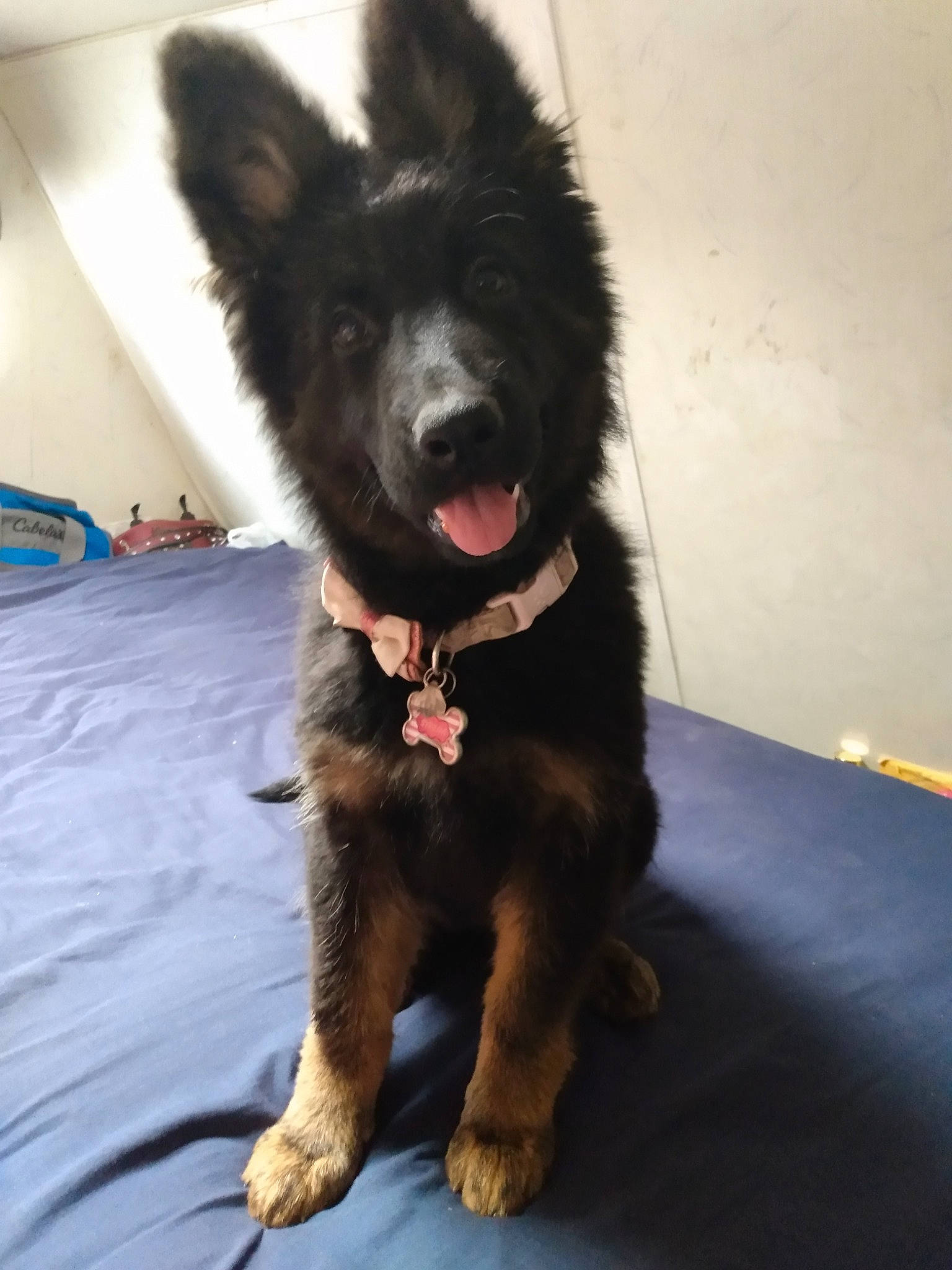 Syrena is registered to the contest to win money with this photo: belgian_shepherd, bohemian_shepherd, canidae, carnivore, companion_dog, dog, dog_breed, german_shepherd_dog, herding_dog, king_shepherd, mammal, old_german_shepherd_dog, puppy, rare_breed_dog, snout, sporting_group, vertebrate