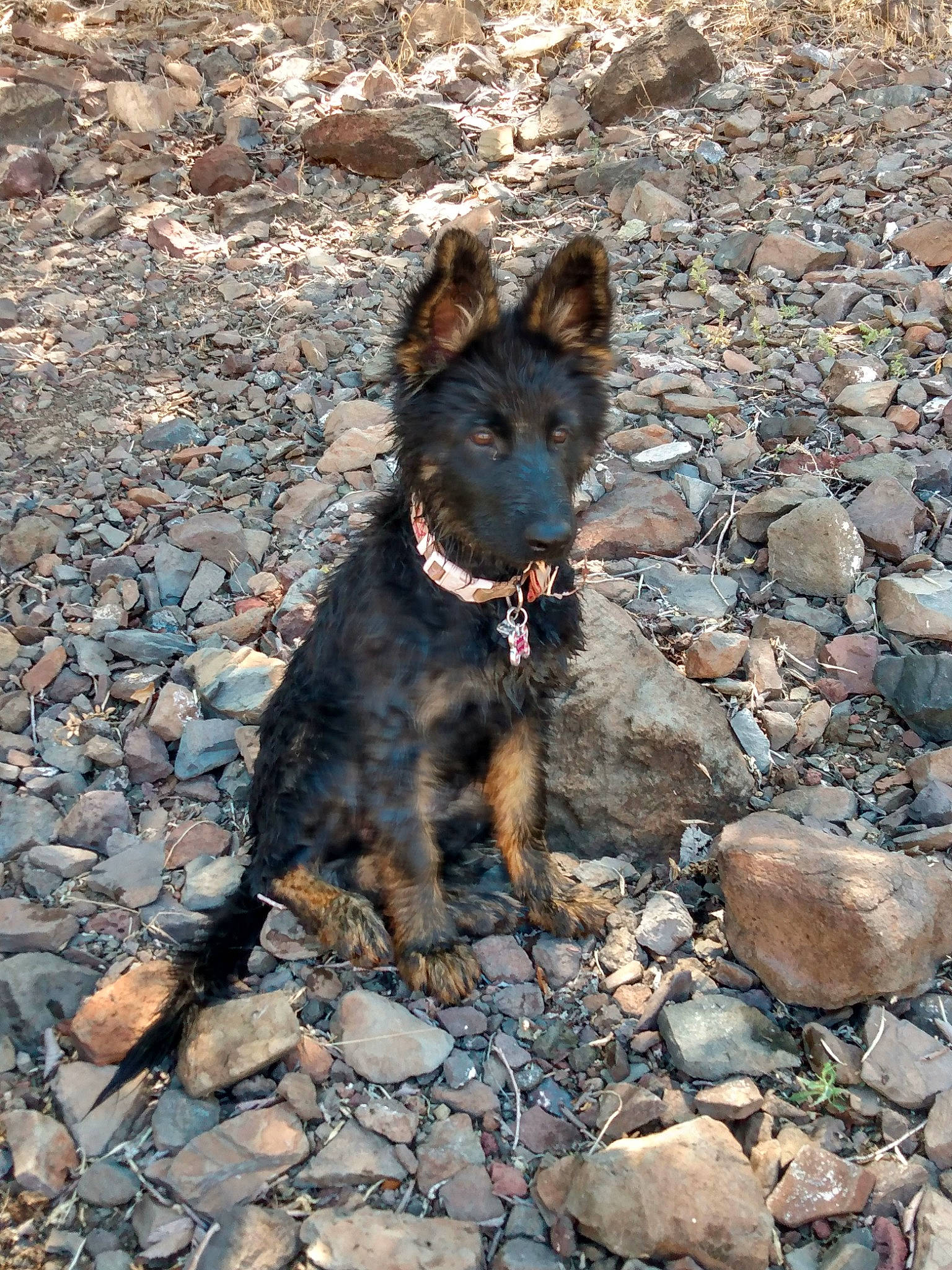 Syrena joined the competition — help win amazing prizes! bohemian_shepherd, canidae, carnivore, dog, dog_breed, german_shepherd_dog, kai_ken, kunming_wolfdog, mammal, rare_breed_dog, rock, sporting_group, vertebrate, working_dog