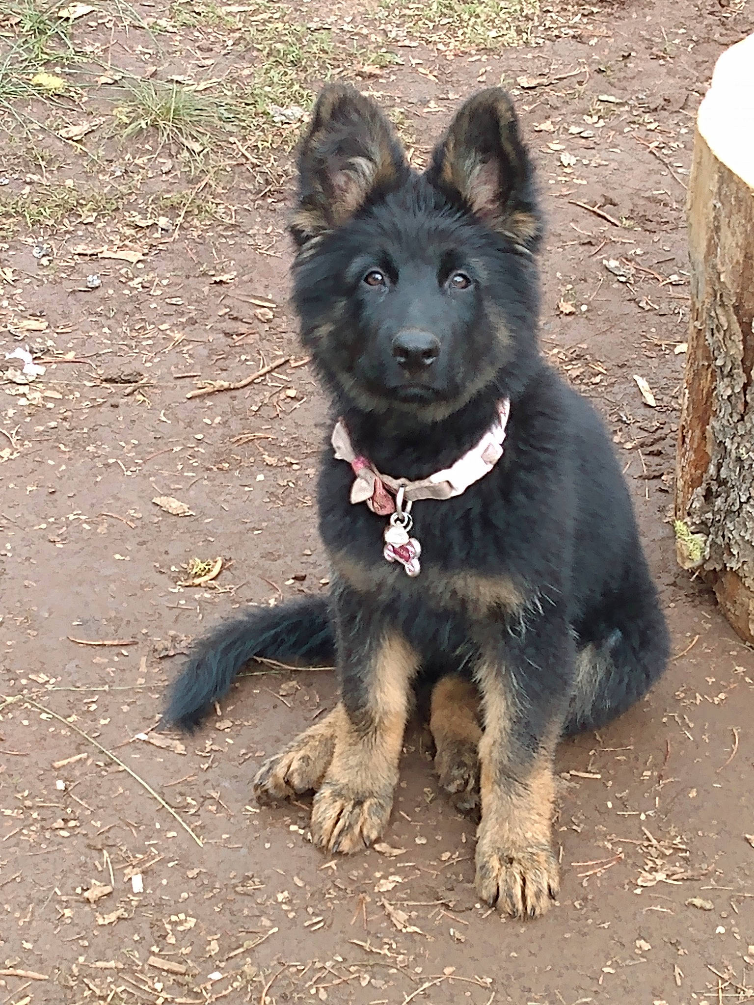 Syrena joined the competition — help win amazing prizes! belgian_shepherd, bohemian_shepherd, canidae, carnivore, dog, dog_breed, german_shepherd_dog, herding_dog, king_shepherd, laekenois, mammal, mudi, old_german_shepherd_dog, rare_breed_dog, shiloh_shepherd_dog, vertebrate