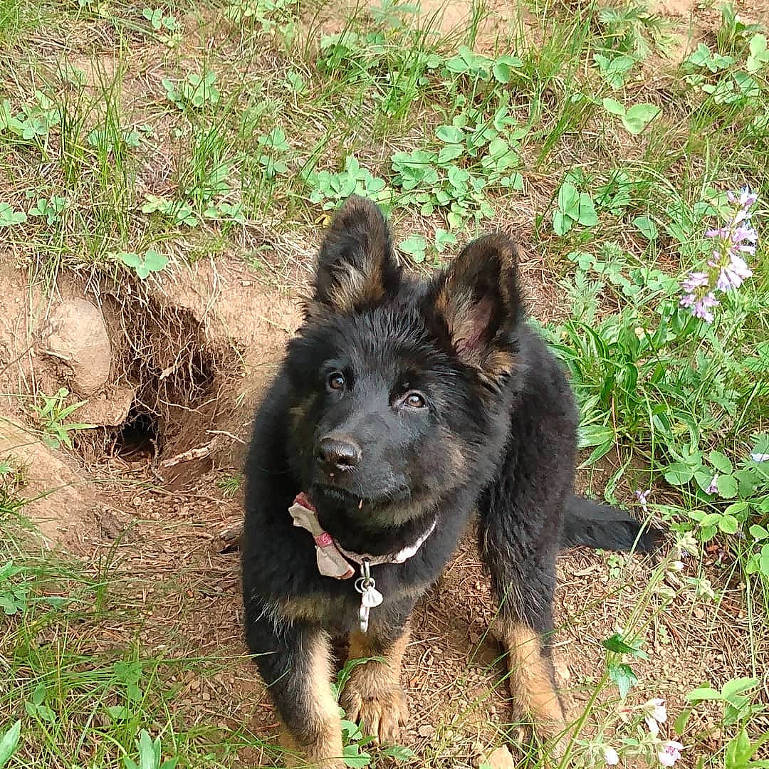 Syrena joined the competition — help win amazing prizes! belgian_shepherd, bohemian_shepherd, canidae, carnivore, dog, dog_breed, german_shepherd_dog, herding_dog, king_shepherd, mammal, old_german_shepherd_dog, puppy, rare_breed_dog, shiloh_shepherd_dog, sporting_group, vertebrate