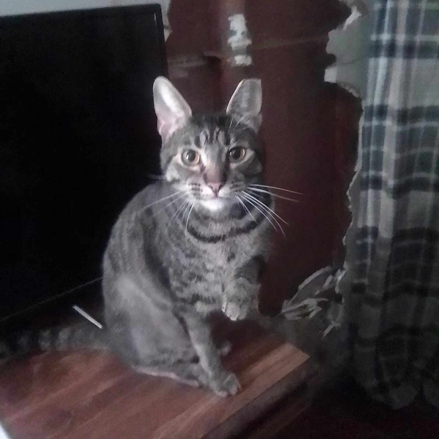 Randy joined the competition — help win amazing prizes! animal, cat, cozy, curious, domestic, ears, eyes, face, furniture, indoor, pet, plaid_curtain, raised_paw, room, screen, sitting, striped, tabby, whiskers, wooden_surface