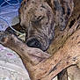 dog, sleeping, bed, paw, brown_spotted, curled_up, indoor, resting, close_up, animal, pet, fur, napping, cozy, quiet, relaxed, muzzle, tail, ear, snout