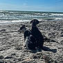 dog, beach, sand, ocean, waves, sky, outdoor, sunlight, pets, animal, nature, seaside, water, canine, vacation, summer, relaxation, companionship, shore, daytime