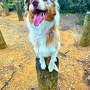 Vayka participe au concours pour gagner de l'argent avec cette photo : animal, australian_shepherd, brown_and_white, canine, dog, forest, fur, happy, nature, outdoor, pathway, pet, playful, sitting, smiling, sunlight, tongue, tongue_out, trees, wooden_stump