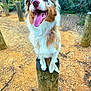 animal, australian_shepherd, brown_and_white, canine, dog, forest, fur, happy, nature, outdoor, pathway, pet, playful, sitting, smiling, sunlight, tongue, tongue_out, trees, wooden_stump