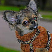 Zazou participe au concours pour gagner de l'argent avec cette photo : canidae, carnivore, chihuahua, companion_dog, dog, dog_breed, dog_clothes, ear, fawn, fur, mammal, puppy, snout, sporting_group, toy_dog, vertebrate, whiskers