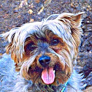 Garp participe au concours pour gagner de l'argent avec cette photo : australian_silky_terrier, australian_terrier, biewer_terrier, cairn_terrier, canidae, carnivore, chinese_imperial_dog, companion_dog, dog, dog_breed, glen_of_imaal_terrier, mammal, morkie, rare_breed_dog, small_terrier, sporting_group, terrier, toy_dog, vertebrate, yorkshire_terrier