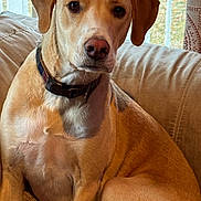 Buster is registered to the contest to win money with this photo: dog, canine, pet, indoor, couch, beige, light_brown, collar, portrait, seated, window, curtain, domestic_animal, fur, ears, face, animal, looking_at_camera, relaxed, home