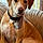 Buster