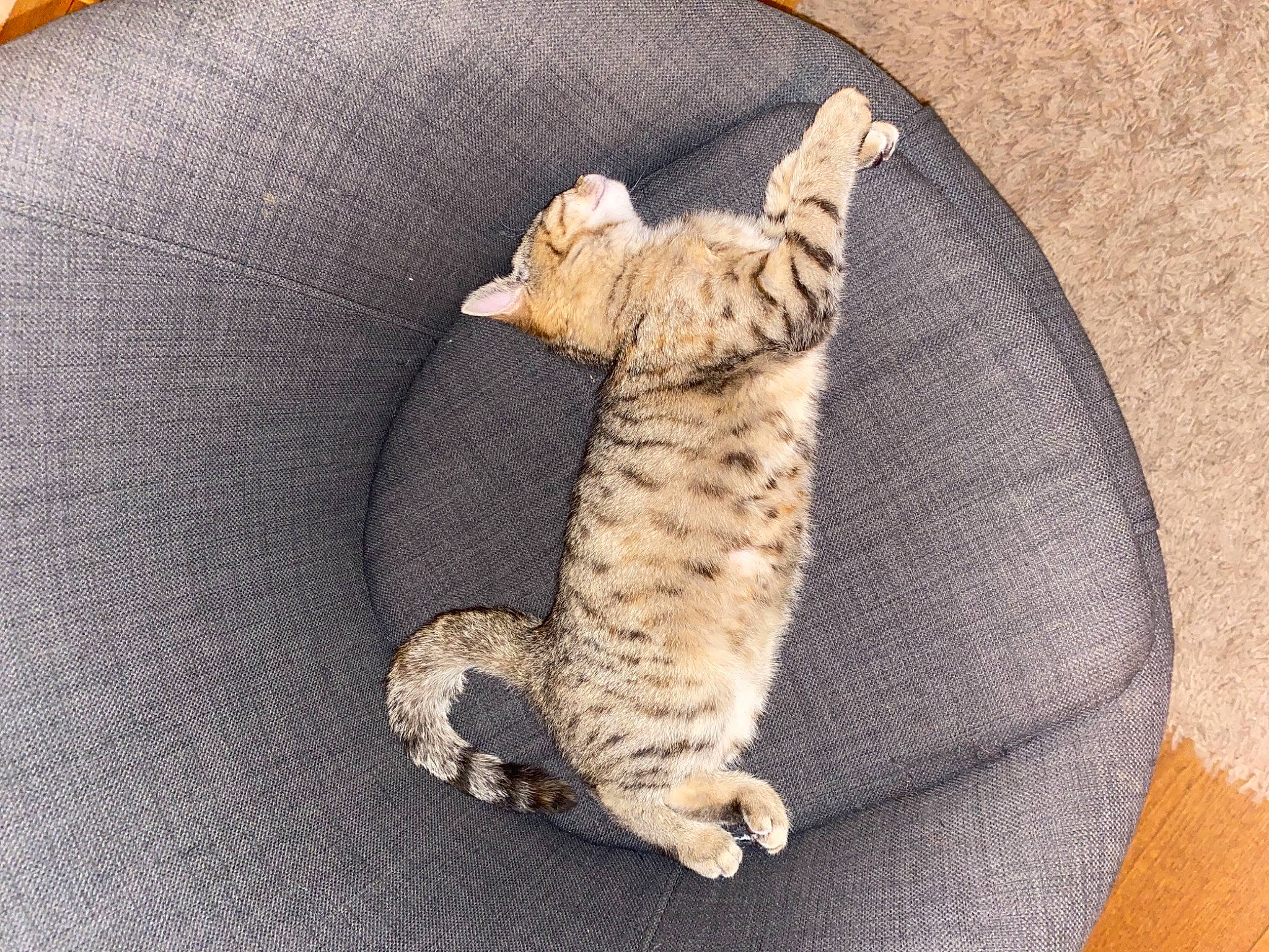 Mitaly a rejoint le concours — aidez-le/la à gagner de superbes lots ! canidae, carnivore, cat, cat_bed, comfort, domestic_short_haired_cat, fawn, felidae, fur, linens, paw, reptile, small_to_medium_sized_cats, stuffed_toy, tail, terrestrial_animal, whiskers, wood, wool, woolen