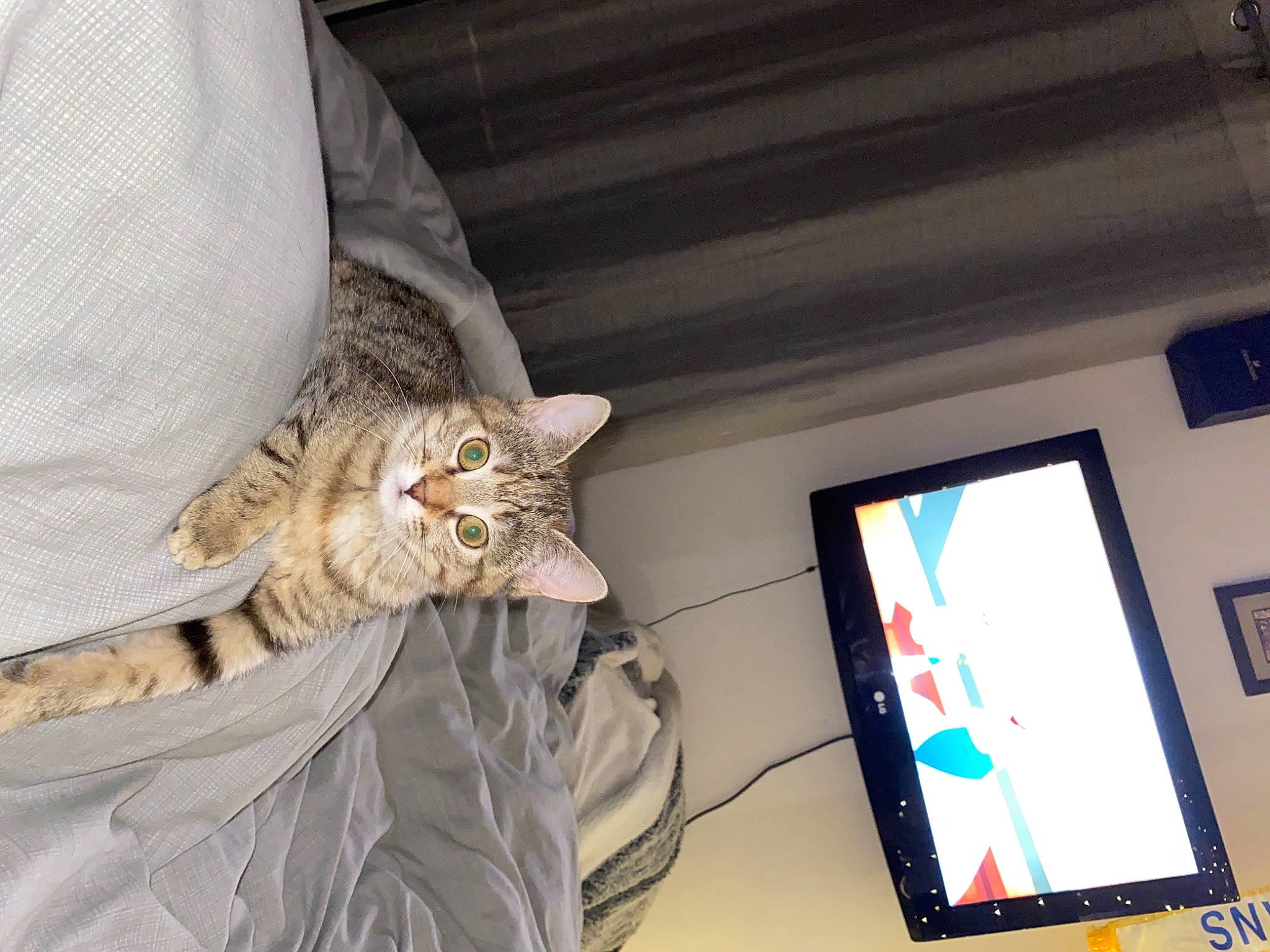 Mitaly a rejoint le concours — aidez-le/la à gagner de superbes lots ! carnivore, cat, comfort, display_device, domestic_short_haired_cat, fawn, felidae, flat_panel_display, fur, led_backlit_lcd_display, linens, multimedia, personal_computer, small_to_medium_sized_cats, tail, television, television_set, whiskers, window, wood