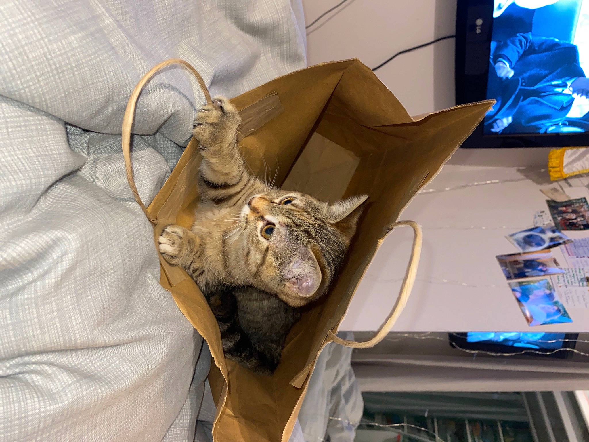 Mitaly participe au concours pour gagner de l'argent avec cette photo : art, bed, carnivore, comfort, computer_monitor, domestic_short_haired_cat, fawn, feather, felidae, fur, helmet, linens, room, sculpture, small_to_medium_sized_cats, table, tail, visual_arts, whiskers, wood