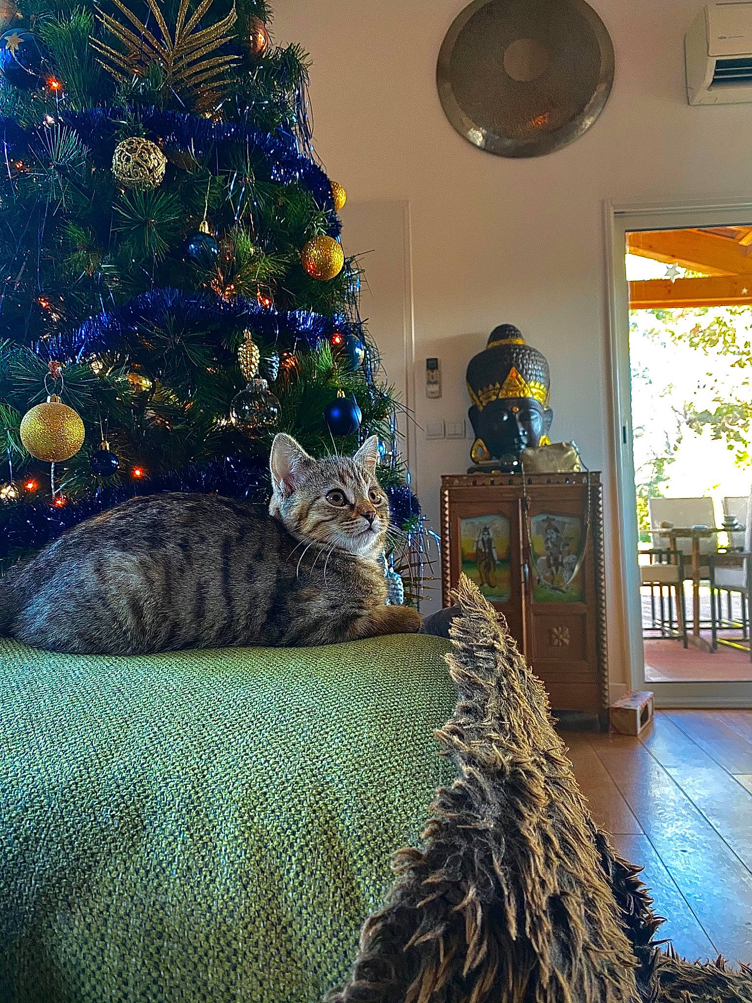 Mitaly a rejoint le concours — aidez-le/la à gagner de superbes lots ! blue, carnivore, cat, christmas_ornament, christmas_tree, decoration, event, felidae, green, holiday_ornament, interior_design, light, living_room, ornament, plant, small_to_medium_sized_cats, tree, whiskers, window, wood