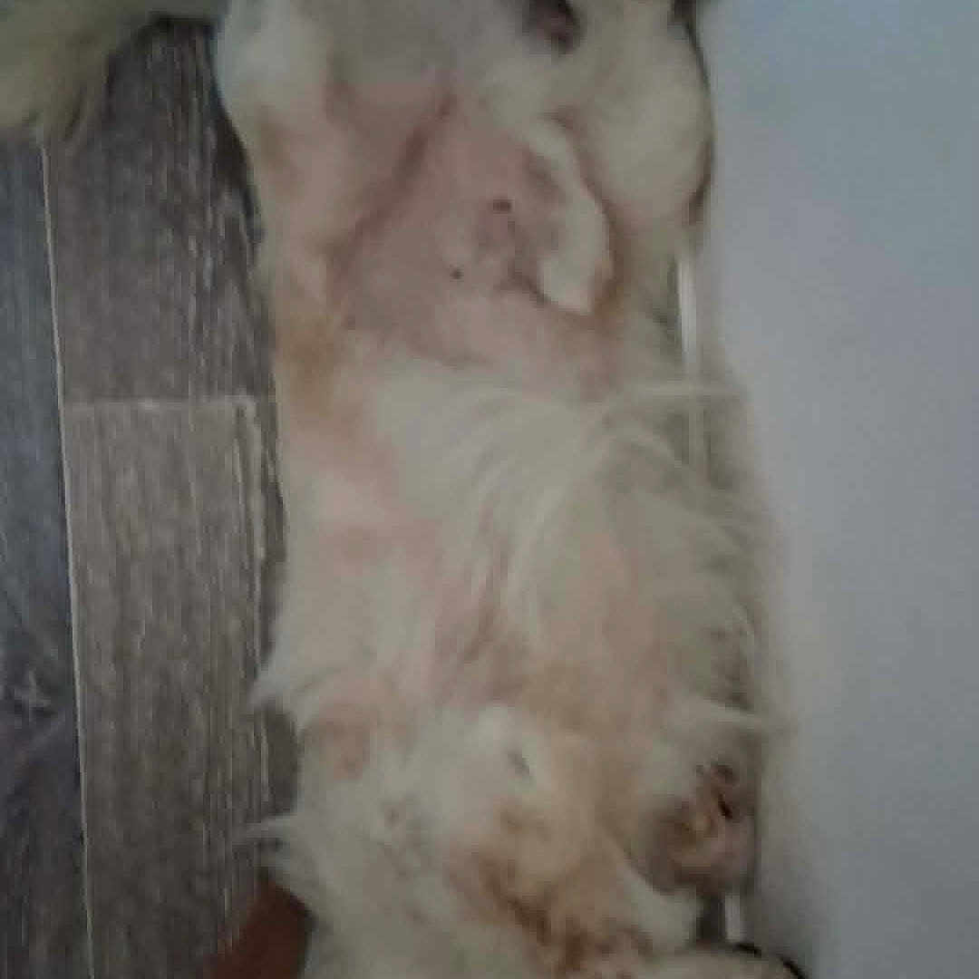 Némo a rejoint le concours — aidez-le/la à gagner de superbes lots ! animal, brown, canine, dog, domestic, floor, fluffy, fur, home, indoor, lying_down, paw, pet, quiet, relaxed, resting, side_view, wall, white, wooden_floor