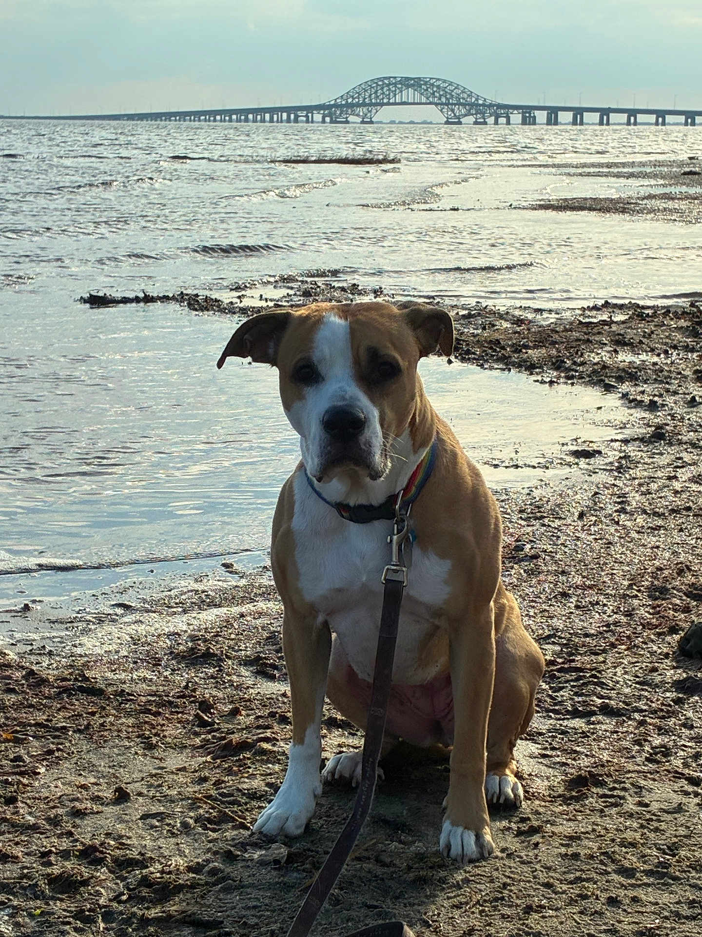 Tesla joined the competition — help win amazing prizes! dog, leash, muddy_shore, water, bridge, sky, outdoor, animal, pet, sitting, nature, landscape, canine, collar, reflection, calm, daytime, brown_and_white, eyes, snout