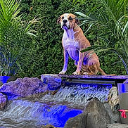 Tesla is registered to the contest to win money with this photo: dog, waterfall, rocks, plants, greenery, outdoor, nature, water, flowing_water, blue_light, canine, pet, landscape, foliage, sitting, majestic, scenic, garden, relaxing, serene