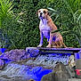 dog, waterfall, rocks, plants, greenery, outdoor, nature, water, flowing_water, blue_light, canine, pet, landscape, foliage, sitting, majestic, scenic, garden, relaxing, serene
