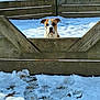 animal, background, cold, curious, daylight, dog, footprints, forest, ground, nature, outdoor, park, peaceful, pet, quiet, snow, trees, winter, wood, wooden_fence