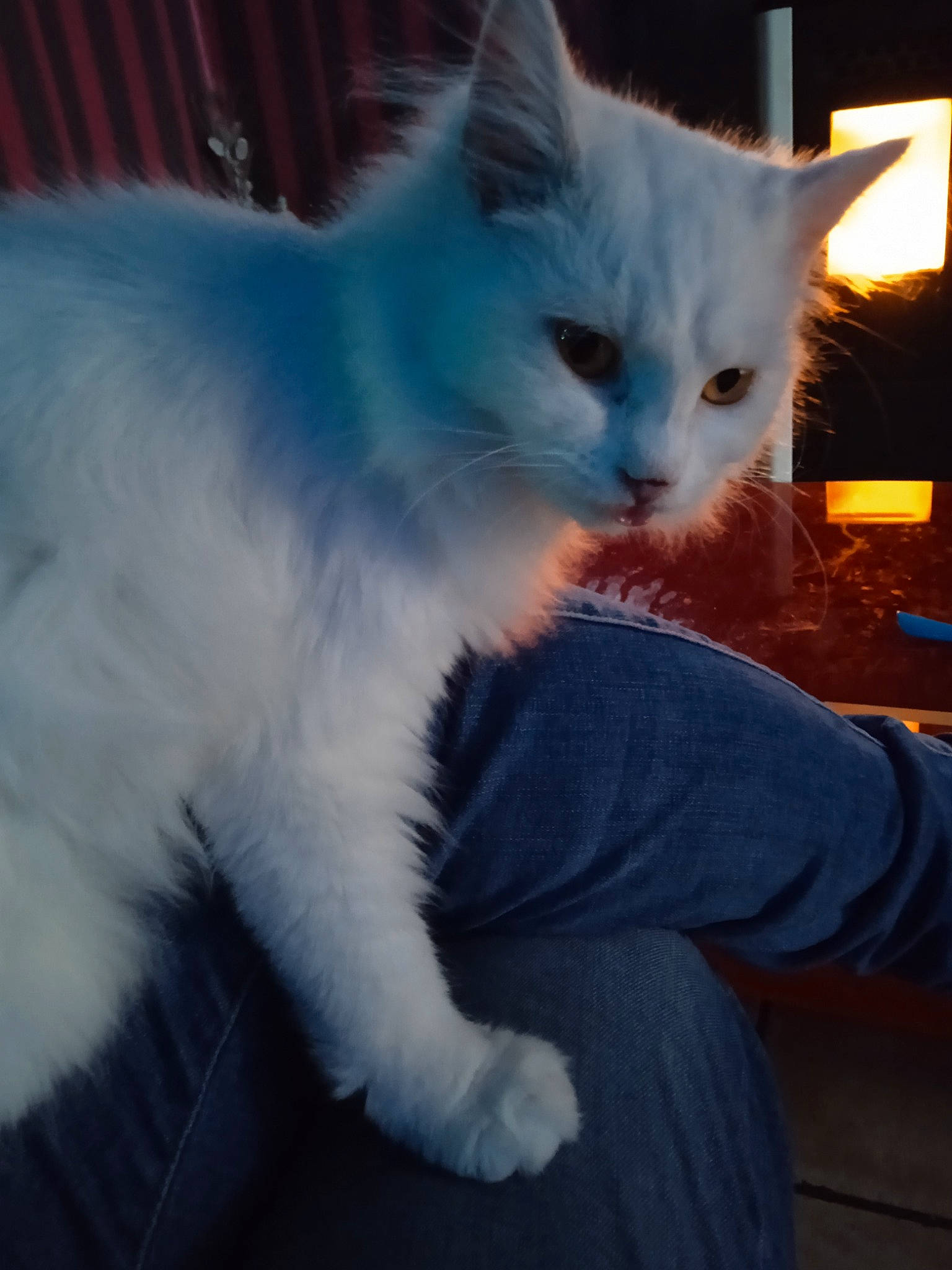 Lola participe au concours pour gagner de l'argent avec cette photo : carnivore, cat, claw, comfort, domestic_short_haired_cat, electric_blue, eye, fawn, felidae, fur, iris, paw, ragdoll, sitting, small_to_medium_sized_cats, snout, tail, whiskers