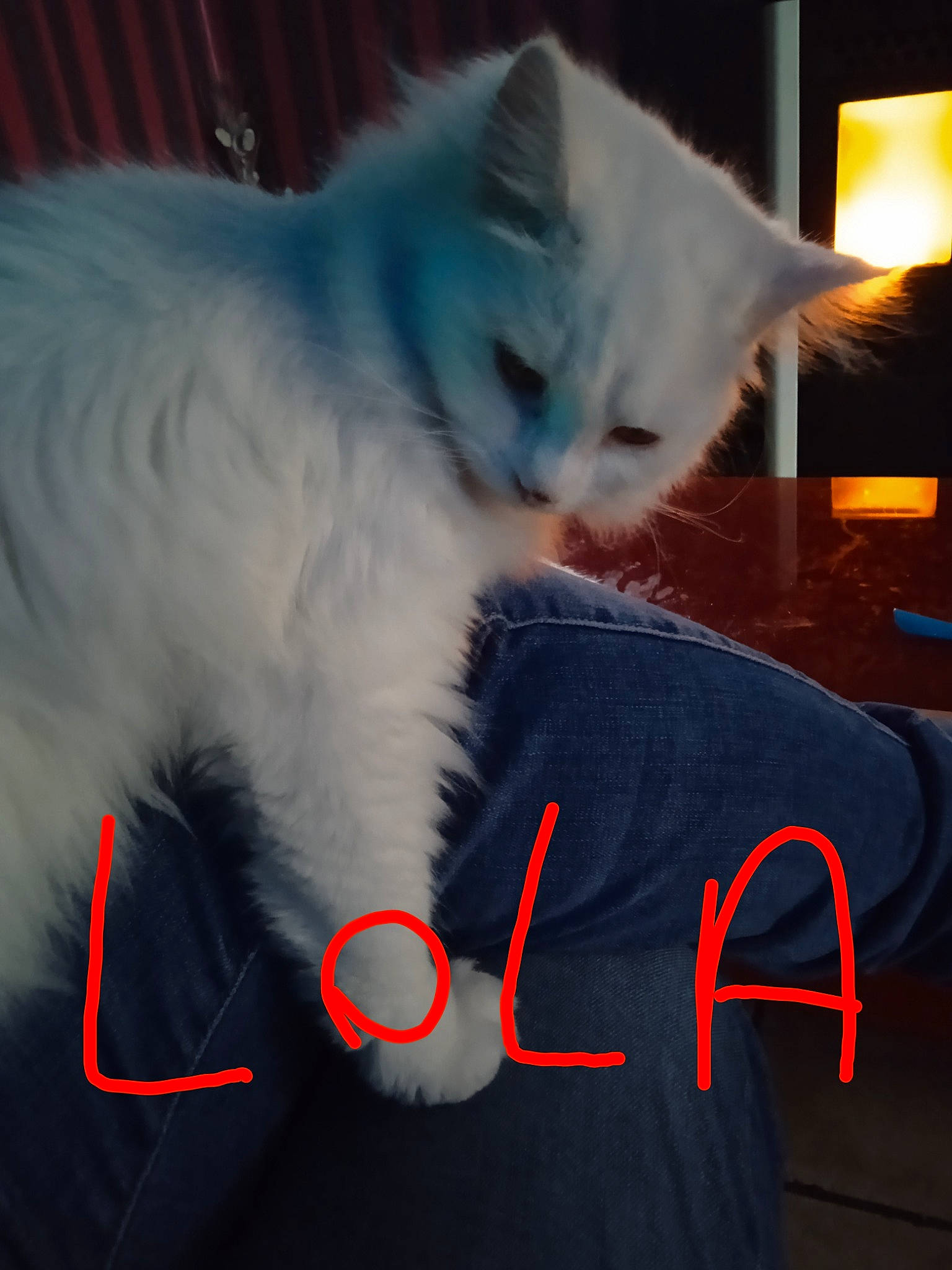 Lola