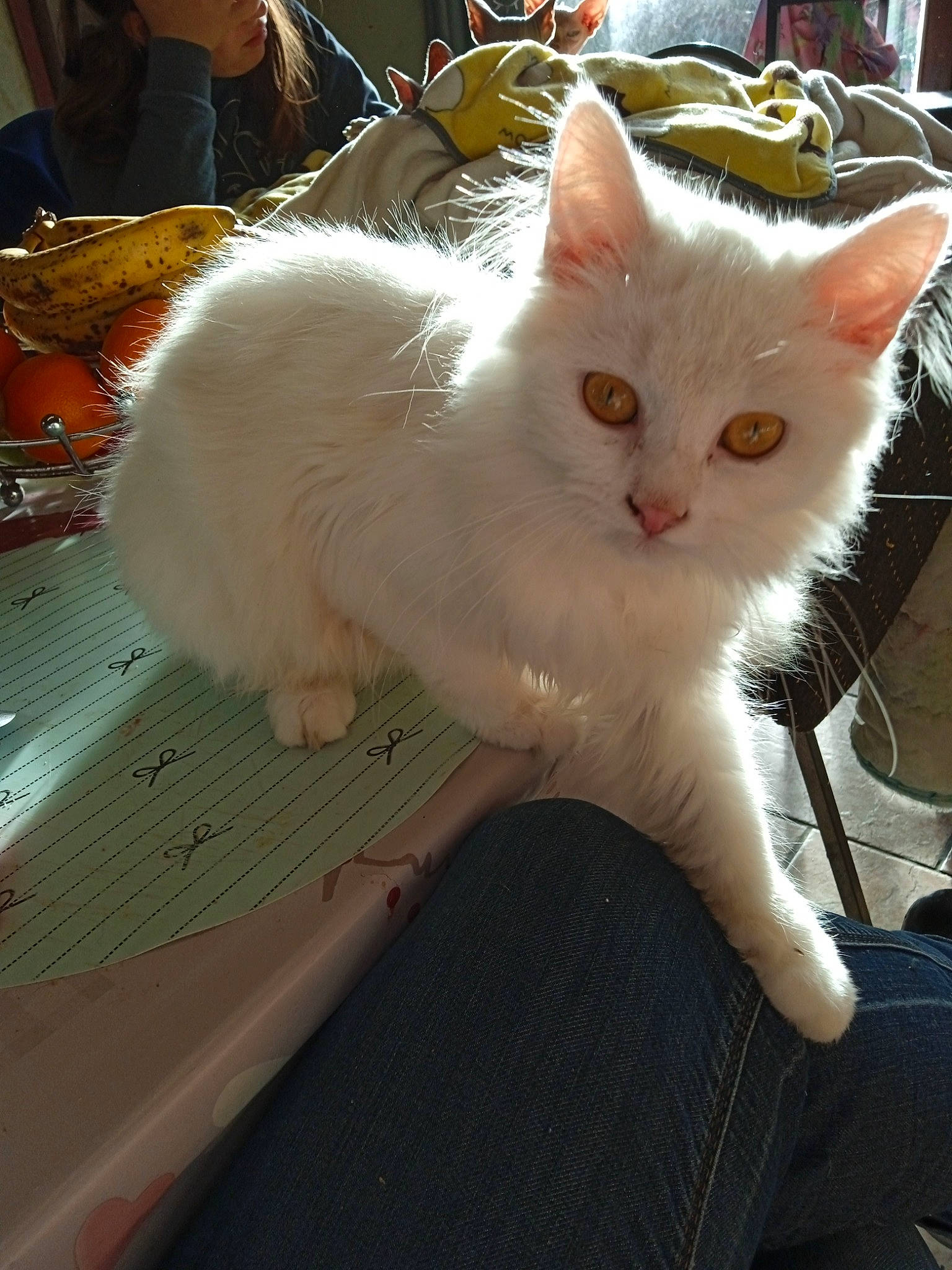 Lola participe au concours pour gagner de l'argent avec cette photo : carnivore, cat, chair, claw, comfort, domestic_short_haired_cat, eye, fawn, felidae, fur, paw, small_to_medium_sized_cats, snout, tail, whiskers