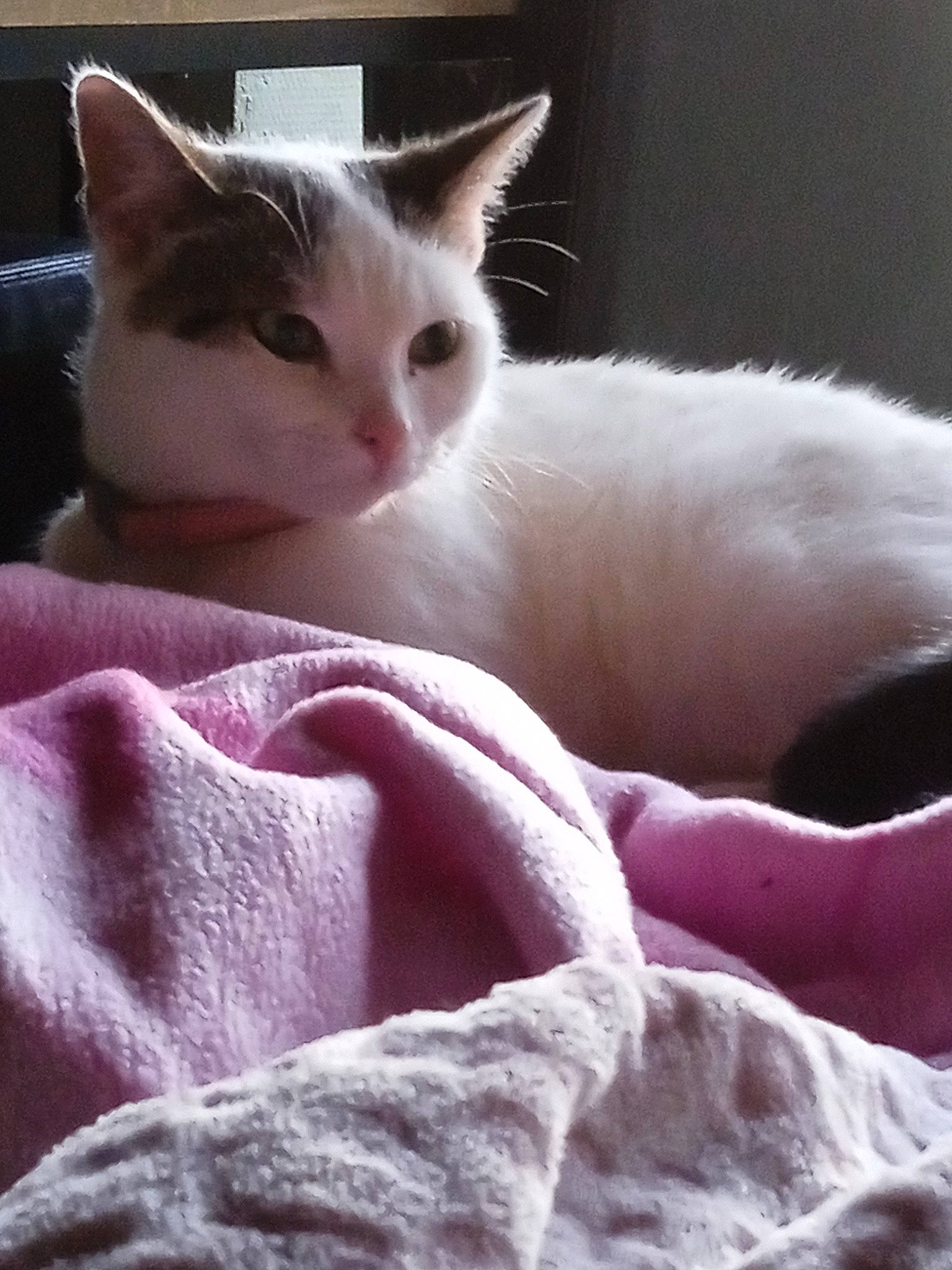 Urania a rejoint le concours — aidez-le/la à gagner de superbes lots ! bed, bedding, carnivore, cat, cat_supply, claw, close_up, comfort, domestic_short_haired_cat, felidae, fur, linens, nap, paw, pink, small_to_medium_sized_cats, snout, tail, whiskers, white