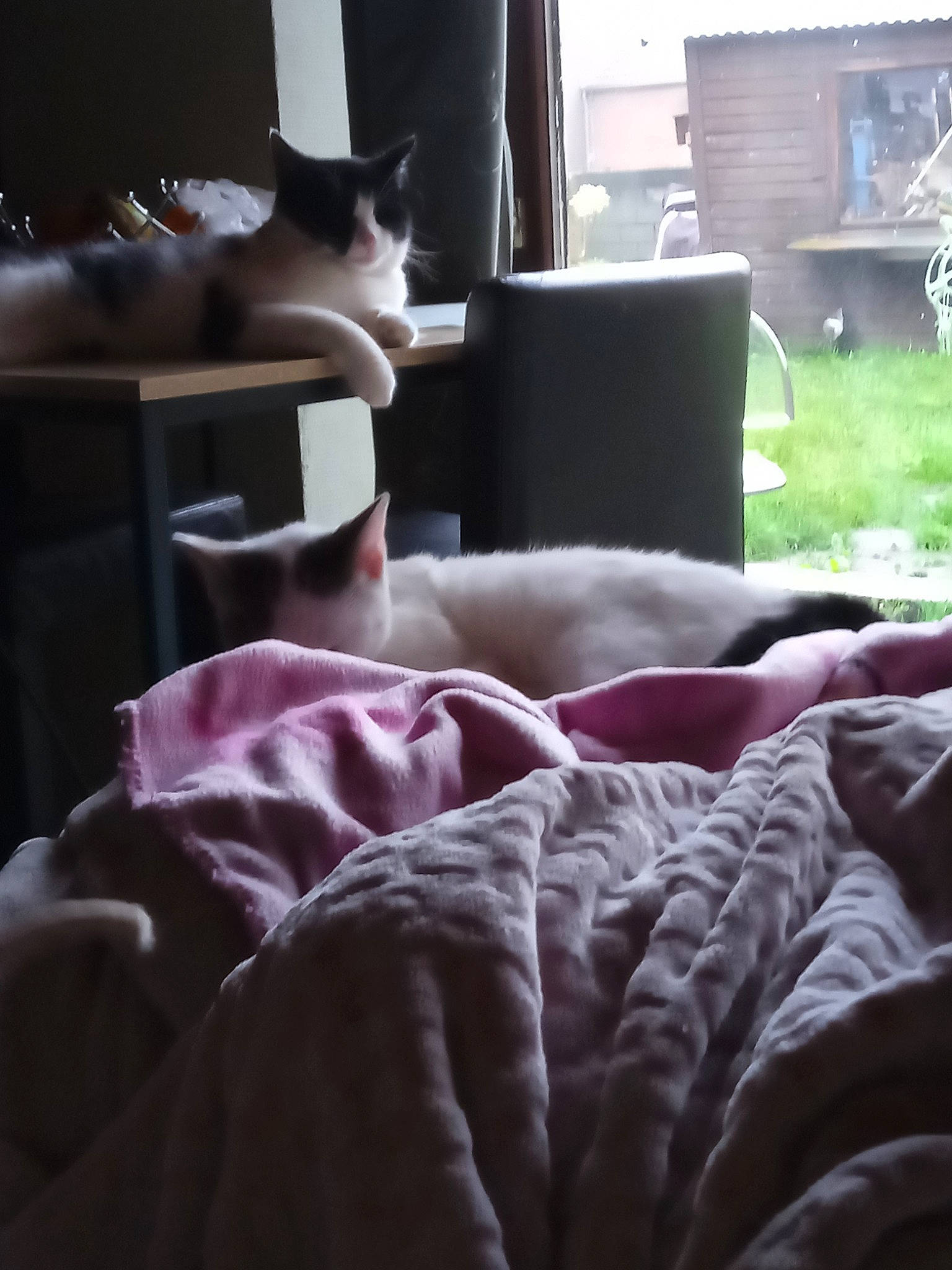 Urania a rejoint le concours — aidez-le/la à gagner de superbes lots ! bedding, bedroom, black, carnivore, cat, comfort, felidae, furniture, grey, hardwood, linens, living_room, magenta, pillow, plant, purple, room, small_to_medium_sized_cats, tints_and_shades, wood