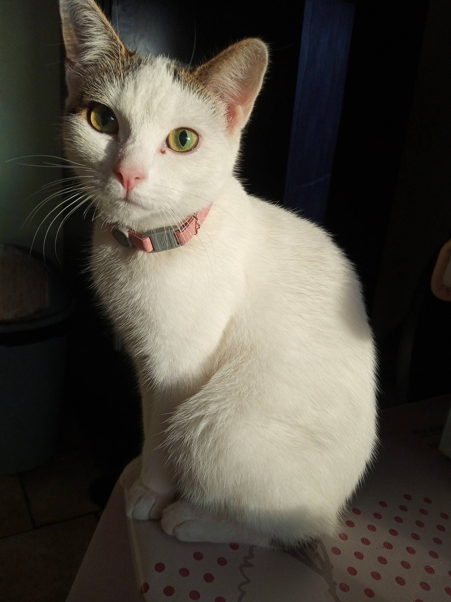 Urania participe au concours pour gagner de l'argent avec cette photo : carnivore, cat, domestic_short_haired_cat, felidae, fur, paw, sitting, small_to_medium_sized_cats, snout, tail, whiskers