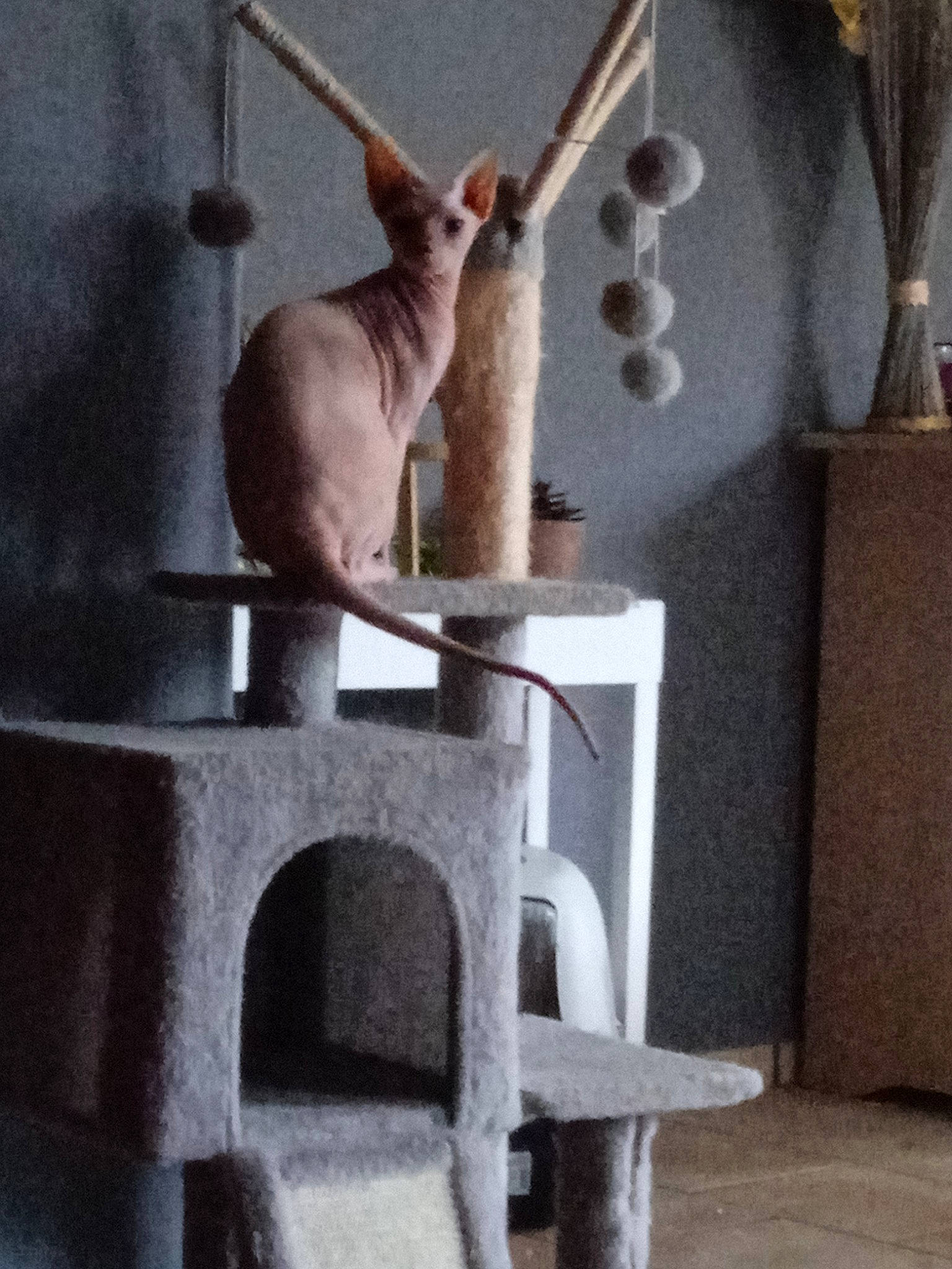 Ursula a rejoint le concours — aidez-le/la à gagner de superbes lots ! art, carnivore, cat, cat_supply, fawn, felidae, gas, machine, metal, pet_supply, room, small_to_medium_sized_cats, stairs, tail, whiskers, wood