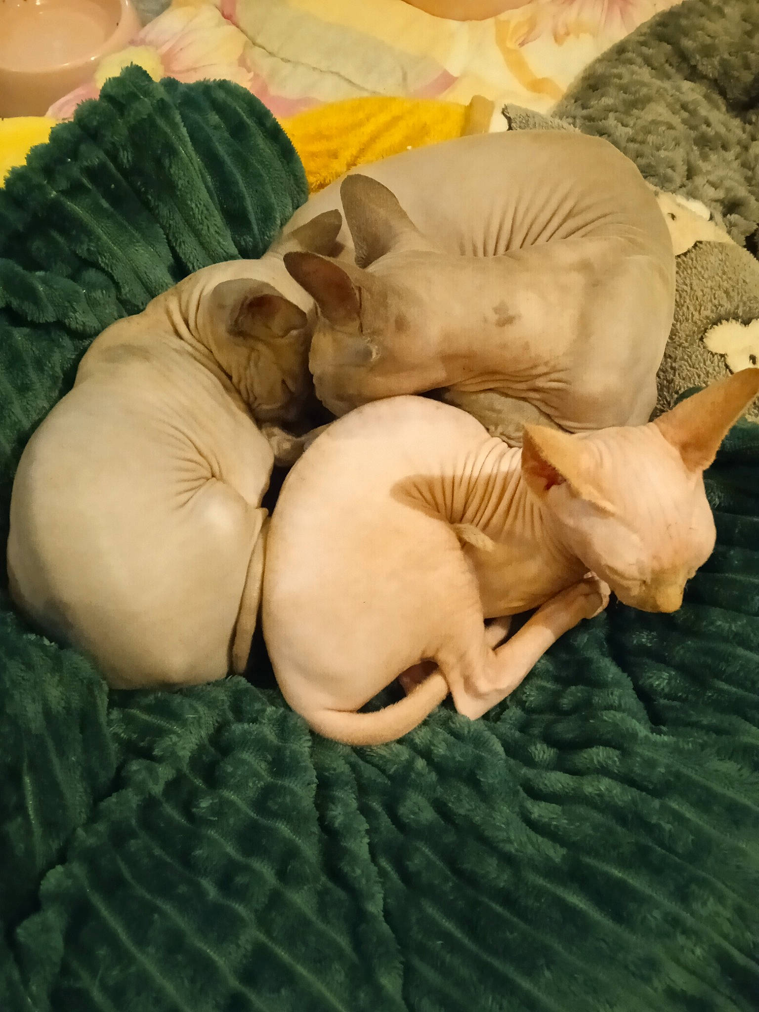 Ursula a rejoint le concours — aidez-le/la à gagner de superbes lots ! art, bedding, carving, child, comfort, fun, gesture, grass, happy, leisure, linens, nap, pumpkin, recreation, room, sculpture, sitting, tree, vegetable, wood