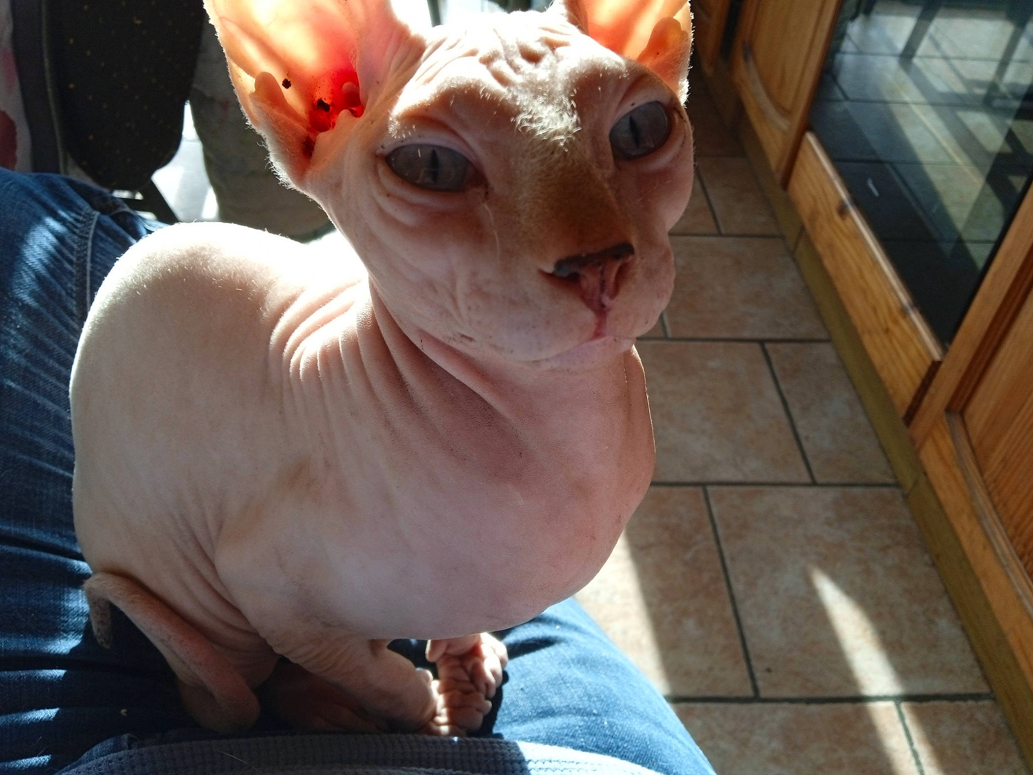 Ursula participe au concours pour gagner de l'argent avec cette photo : art, canidae, cow_goat_family, electric_blue, eye, fawn, felidae, fur, goats, horn, livestock, sculpture, snout, sunglasses, terrestrial_animal, toy, whiskers, wood, wrinkle